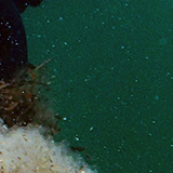 George Daniel de Monfreid